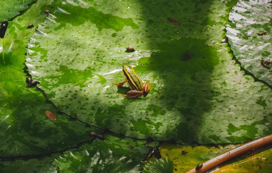 Frog sitting on a birght green lily pad