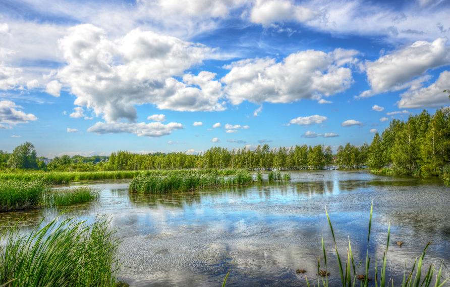 Clouds reflecting in a large pond surrounded by trees