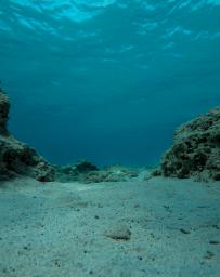 Empty bottom of the sea with rocks, reef and sea urchins