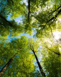 A view up into the trees direction sky