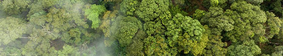 Aerial photo of trees