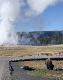Bison grazing in front of Old Faithful at Yellowstone National Park. Jacobs is currently working with NPS to develop creative solutions to renew utility systems at this park. 